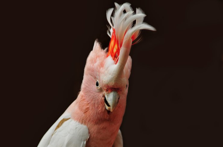 Papuga Kakadu różowa 
