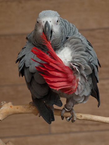 Szara papuga, Żako 